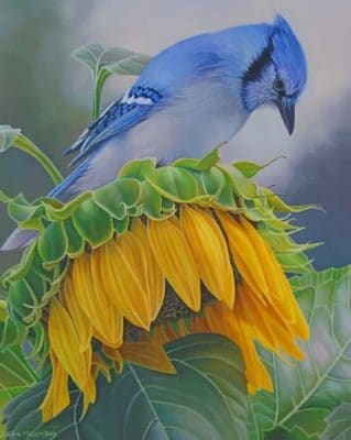 Blue Jay On A Sunflower Paint by numbers