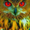 Owl With Red Eyes paint by numbers