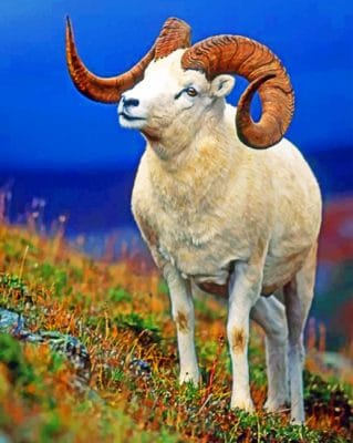 Bighorn Sheep paint by numbers