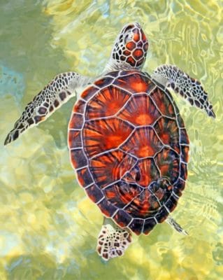 Ocean Turtle Paint by numbers