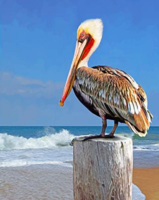 Pelican Bird paint by numbers