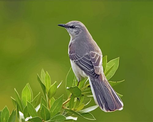 mockingbird-animal-paint-by-numbers