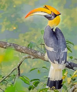 Great Hornbill Bird Paint by numbers