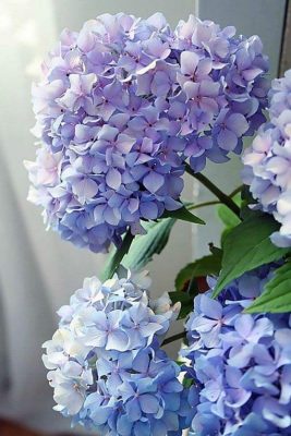 Happily-Hydrangea-DIY-Flowers-Paint-By-Numbers-PBN-5958-510x765-1