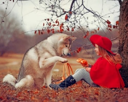 MOH_Husky-Little-girls-Red-Riding-510x407-1