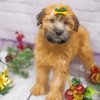 Soft Coated Wheaten Terrier Pet Paint by numbers