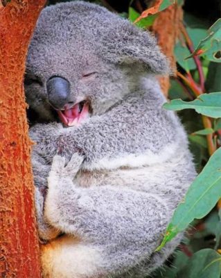 funny-koala-paint-by-numbers-510x639-1