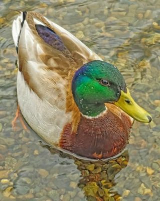 Mmallard-duck-paint-by-numberallard Duck