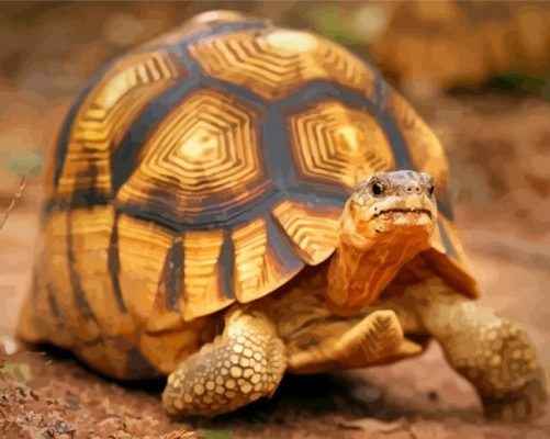 ploughshare-tortoise-paint-by-number