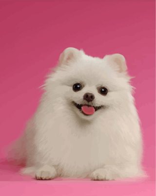 white-pomeranian-paint-by-numbers