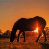 Alone Horse Silhouette At Sunset Paint By Numbers