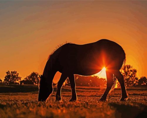 Alone Horse Silhouette At Sunset Paint By Numbers