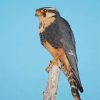 Aplomado Falcon Paint By Numbers