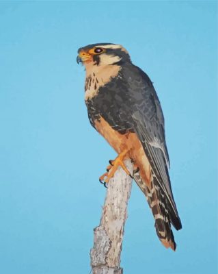 Aplomado Falcon Paint By Numbers