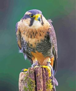 Aplomado Falcon Tree Paint By Numbers