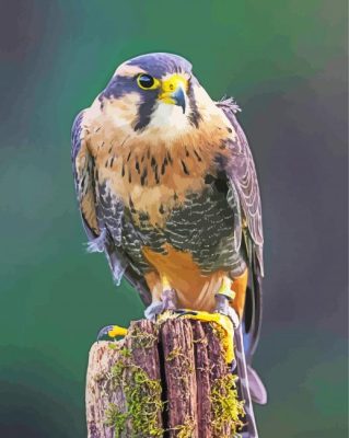 Aplomado Falcon Tree Paint By Numbers