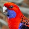 Australian King Parrot Paint By Numbers