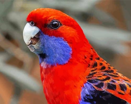 Australian King Parrot Paint By Numbers