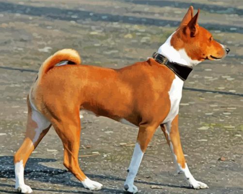 Basenji Dog Paint By Numbers