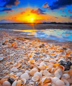 Shells On Beach With Sunset View Paint By Numbers