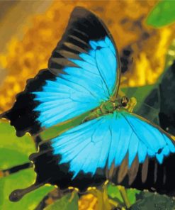 Beautiful Ulysses Butterfly Paint By Numbers