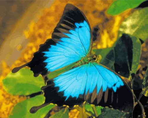 Beautiful Ulysses Butterfly Paint By Numbers