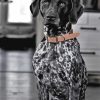 Black And White German Shorthaired Pointer Paint By Numbers