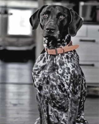 Black And White German Shorthaired Pointer Paint By Numbers