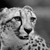Black And White Cheetah Paint By Numbers