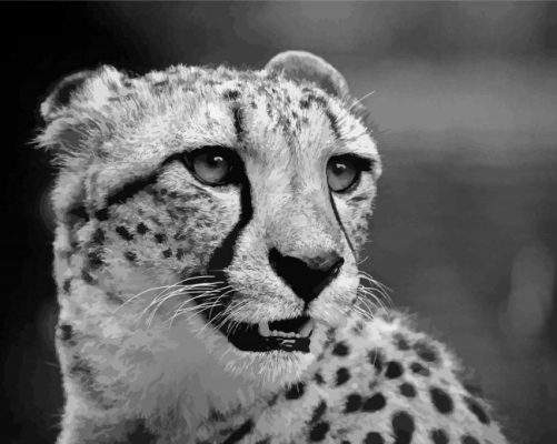 Black And White Cheetah Paint By Numbers