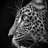 Black And White Cheetahs Side Profile Paint By Numbers