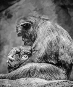 Black And White Chimpanzee Mom And Baby Paint By Numbers