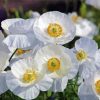 Blooming White Poppies Paint By Numbers