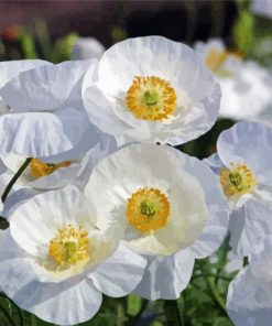 Blooming White Poppies Paint By Numbers