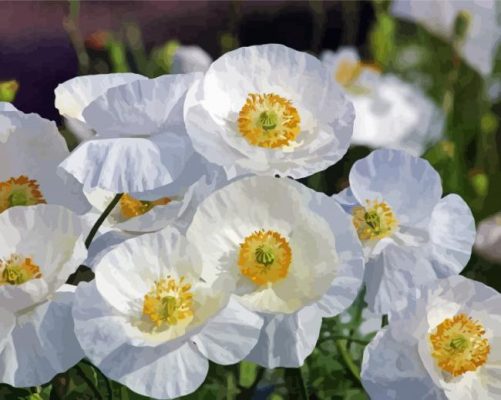 Blooming White Poppies Paint By Numbers