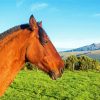 Brown Mare Horse Side Profile Paint By Numbers