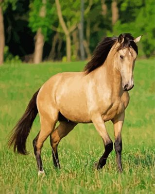 Buckskin Horse Animal Paint By Numbers