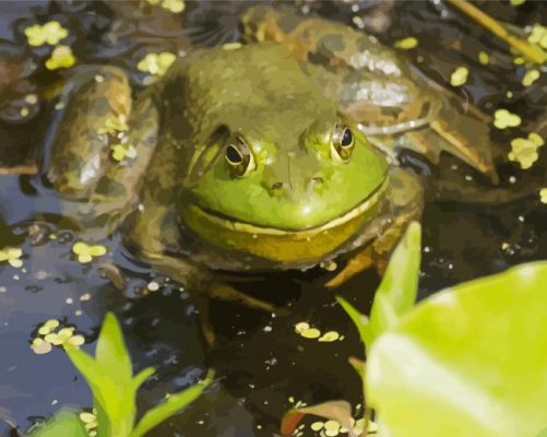 American Bullfrog Paint By Numbers