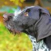 Close Up Black And White German Short Haired Pointer Paint By Numbers