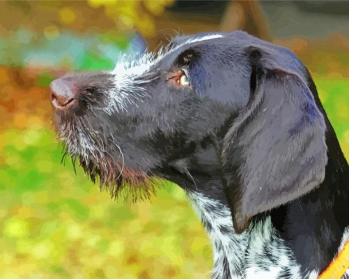 Close Up Black And White German Short Haired Pointer Paint By Numbers