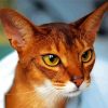 Close Up Abyssinian Cat Paint By Numbers