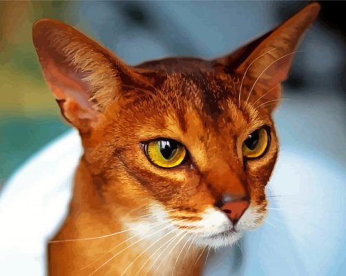 Close Up Abyssinian Cat Paint By Numbers