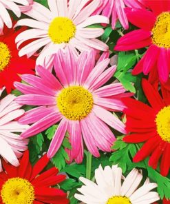 Colorful Daisy Paint By Numbers