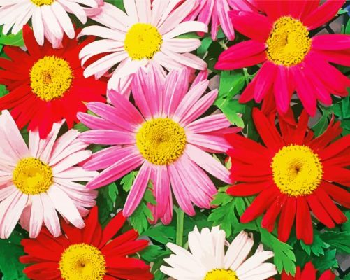 Colorful Daisy Paint By Numbers