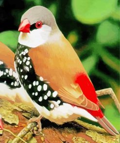 Diamond Firetail Paint By Numbers