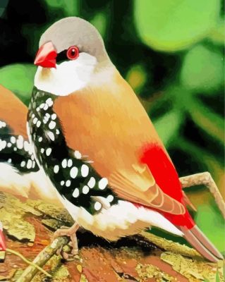 Diamond Firetail Paint By Numbers