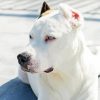 Dogo Argentino Dog Paint By Numbers