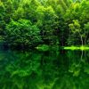 Forest And Water Reflection Paint By Numbers