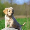 Golden Puppy On Rock Paint By Numbers