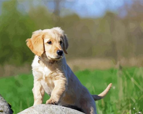 Golden Puppy On Rock Paint By Numbers